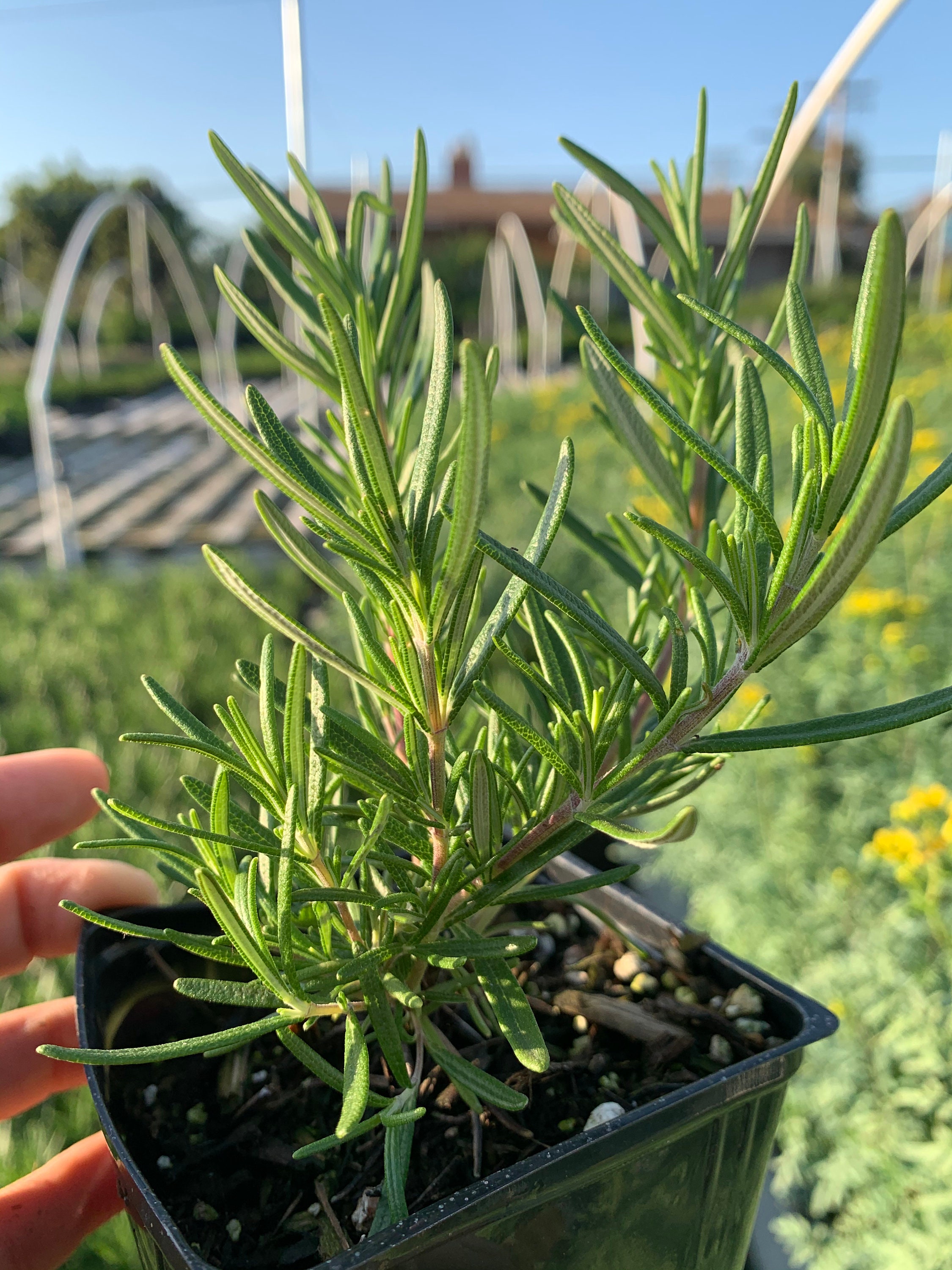 Rosemary Herb Rosmarinus Officinalis Arp Blooming Edible