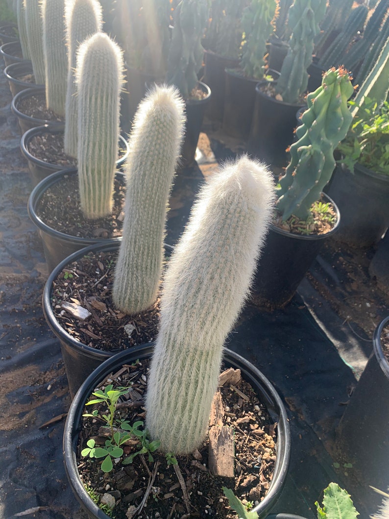 Large Cleistocactus Strausii Silver Torch Cactus Etsy