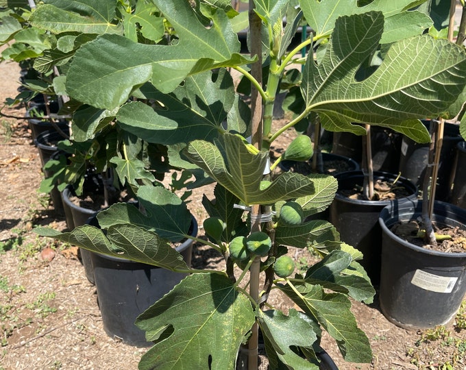 Black Mission Fig Tree Live Tree Etsy