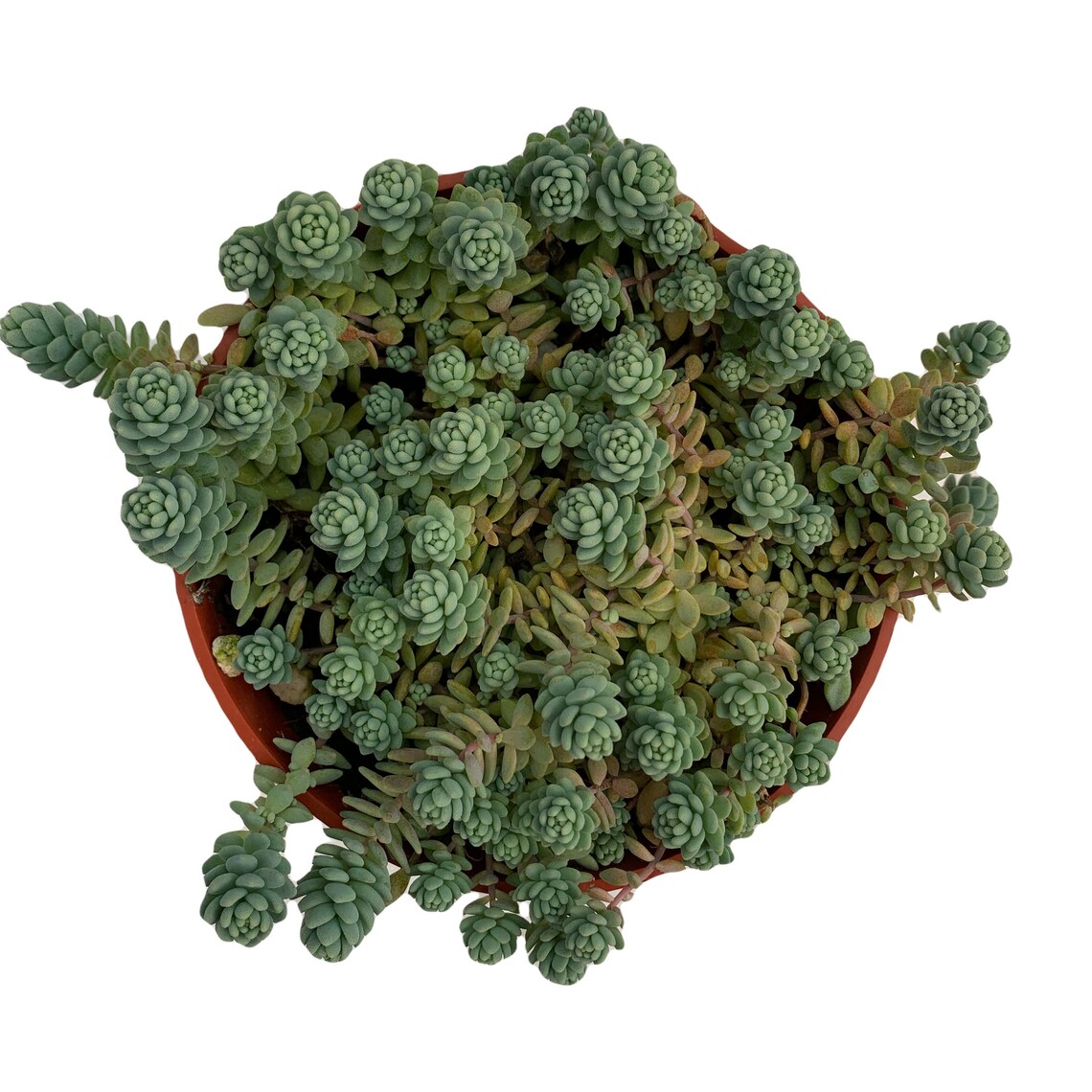 Sedum Dasyphyllum Major Sedum Blue Tears 4’’ Pot - Etsy