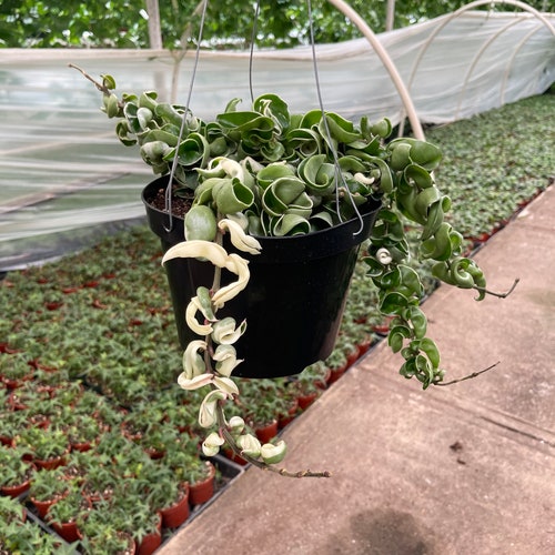 8 Variegated Hindu Rope Live Plant Etsy