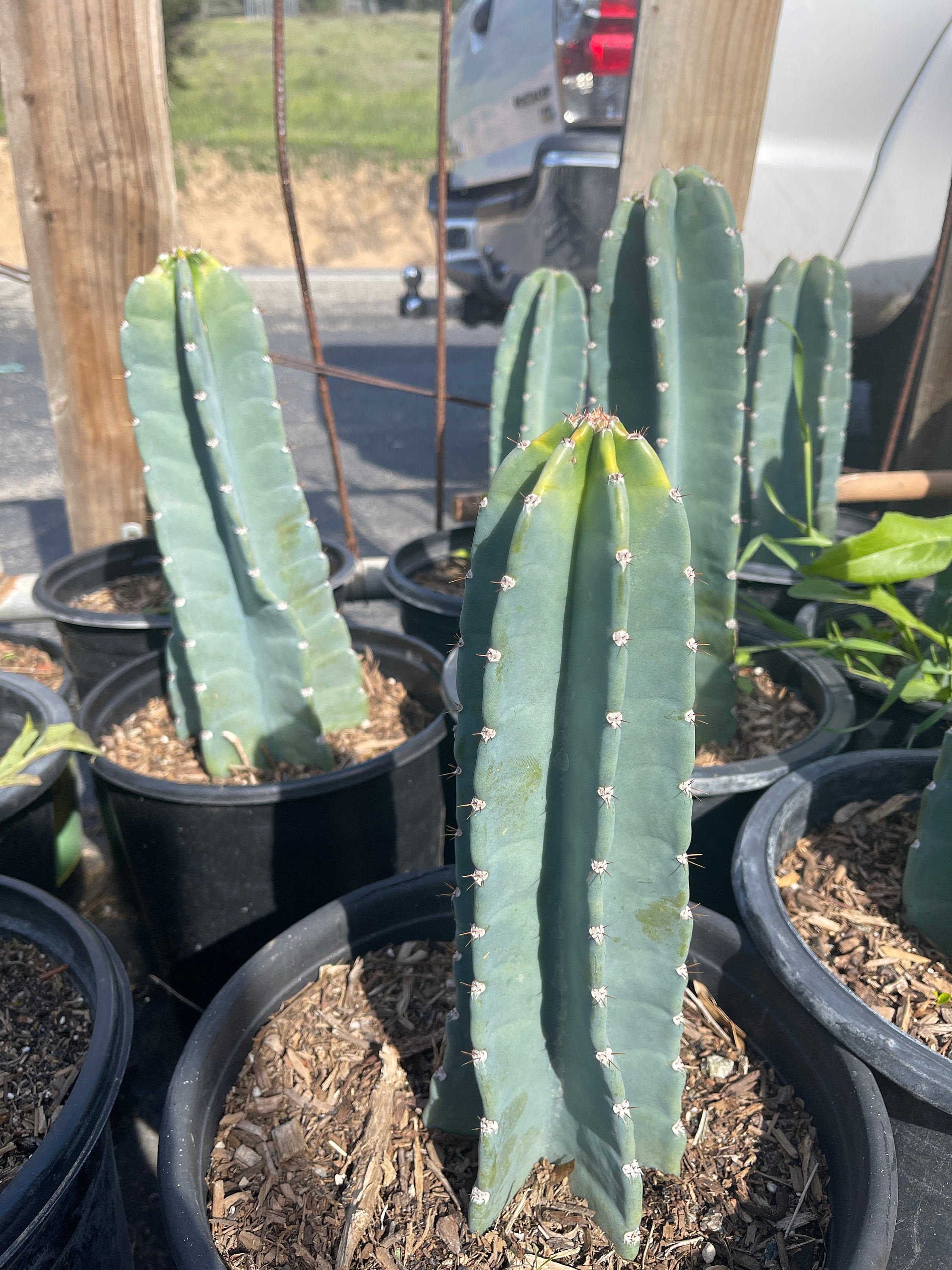 peruvian apple cactus peruvian apple cactus