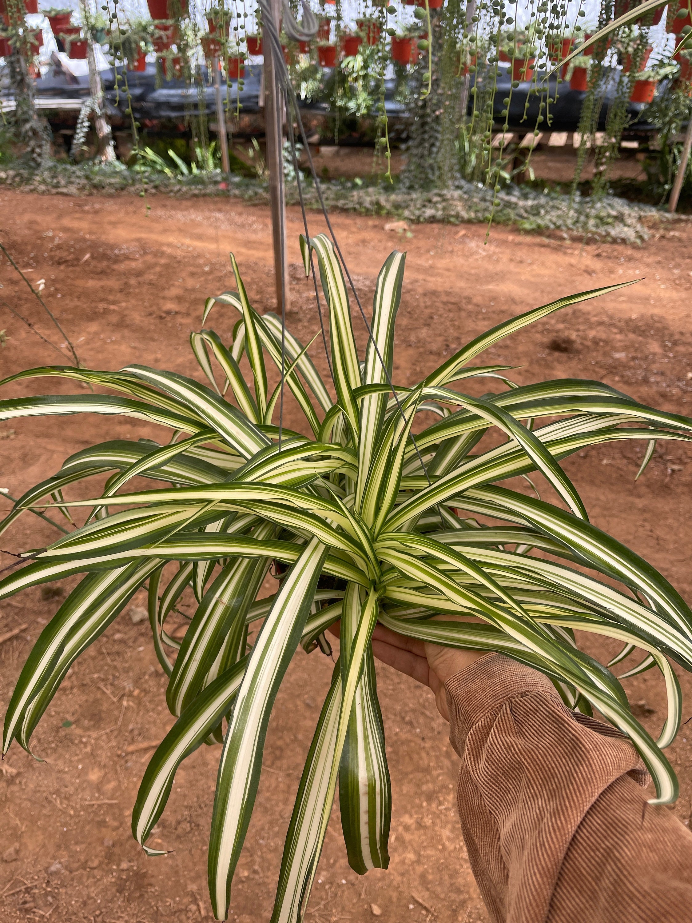 Large Spider Plant 'Reverse' (Chlorophytum comosum)