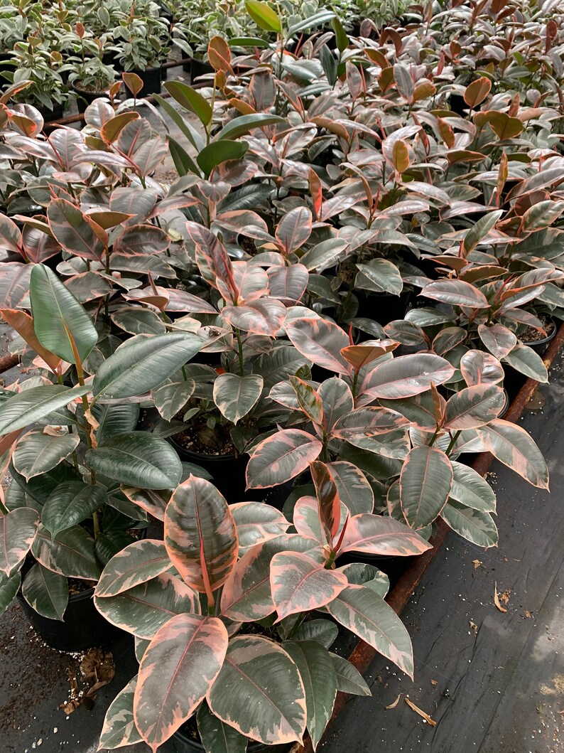 Ficus Ruby Ficus Elastica Pink Rubber Tree LARGE Plant Etsy