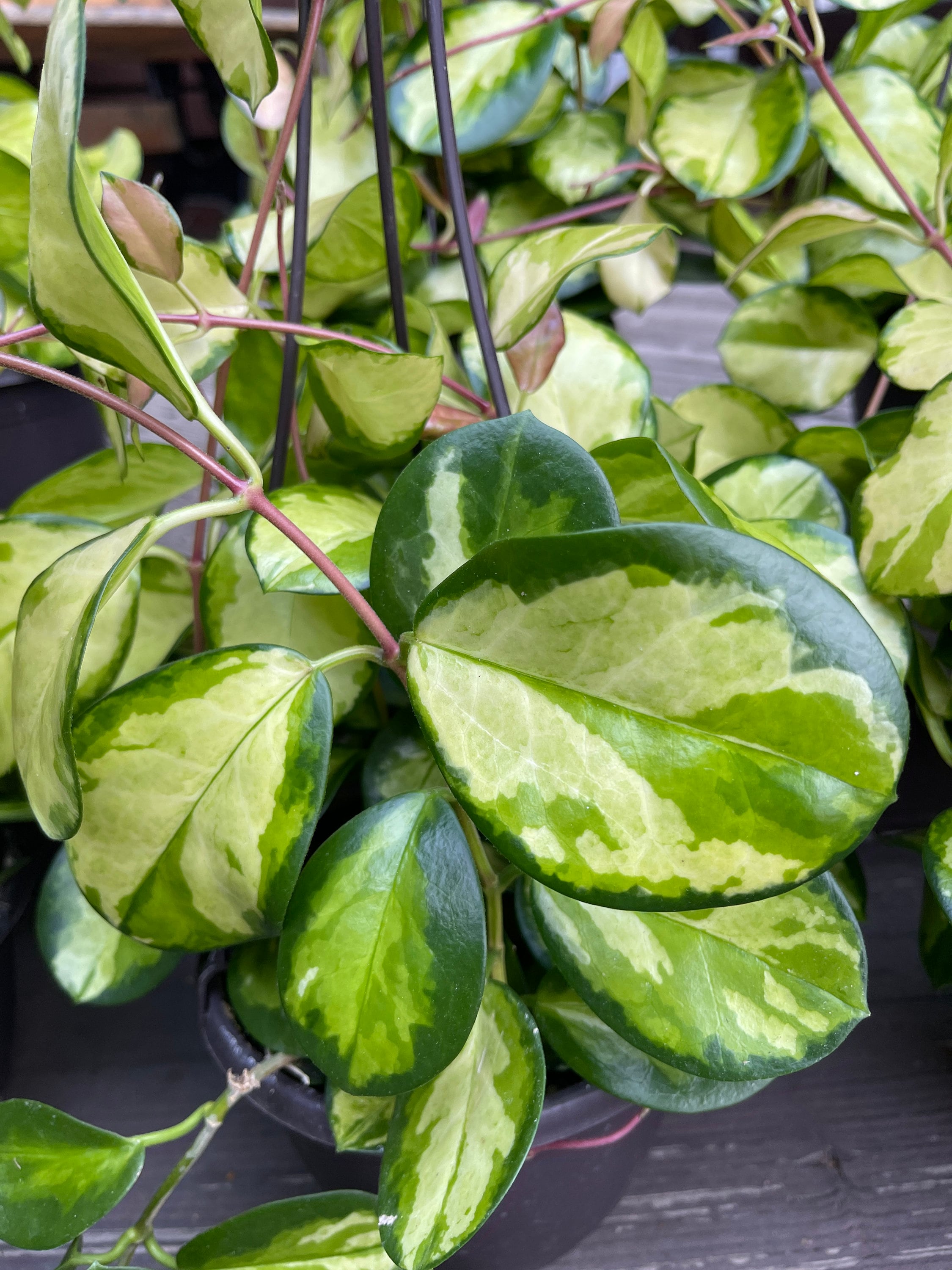 Hoya Australis Lisa Trailing Full Live Plant whole pot 6 Etsy
