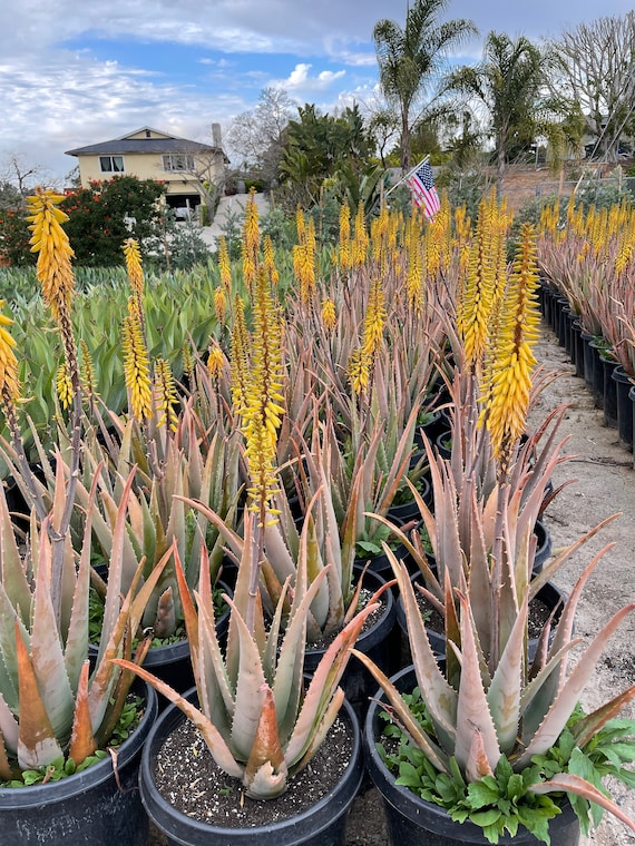 Large Aloe Giant Aloe Vera Plant