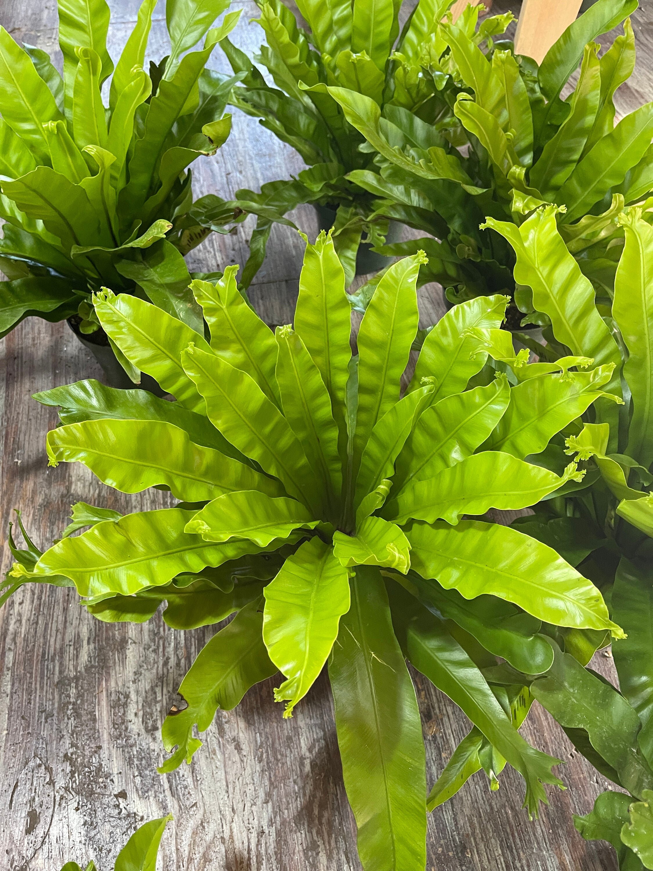 8 pot Bird Nest Fern Leslie Bird nest Fern 15 tall and wide Etsy