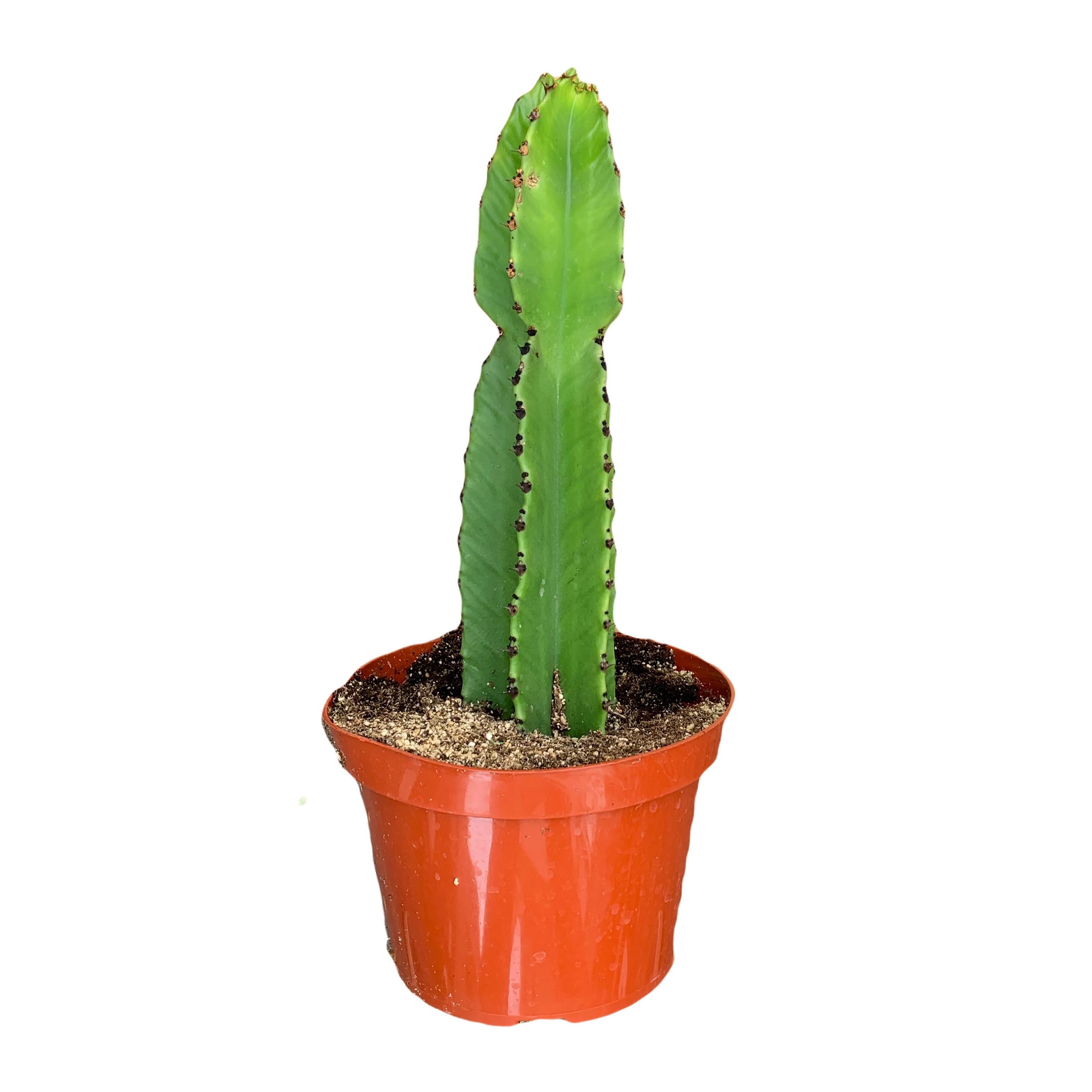 Euphorbia Ingens Large Cactus