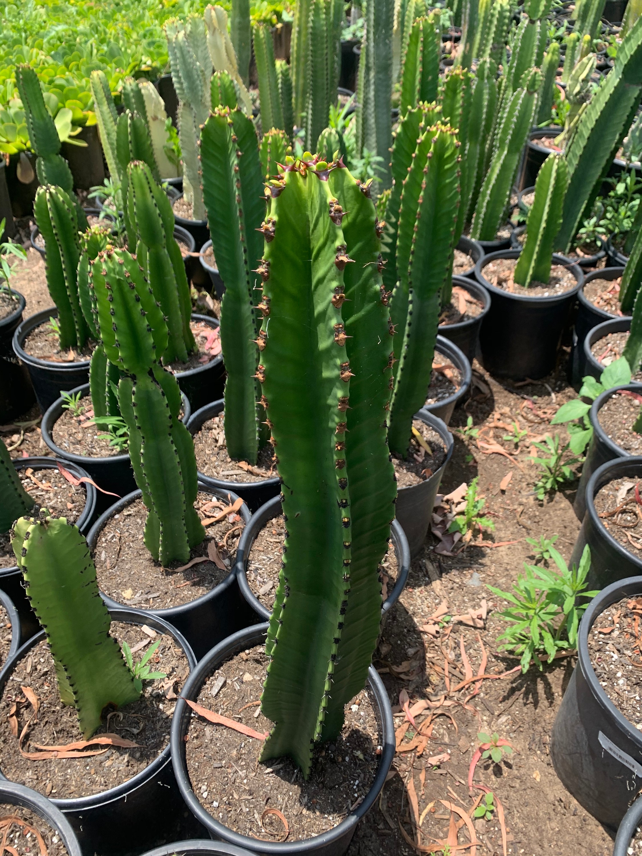 Euphorbia Ingens Candelabra Tree Large Live Plant 20tall Etsy