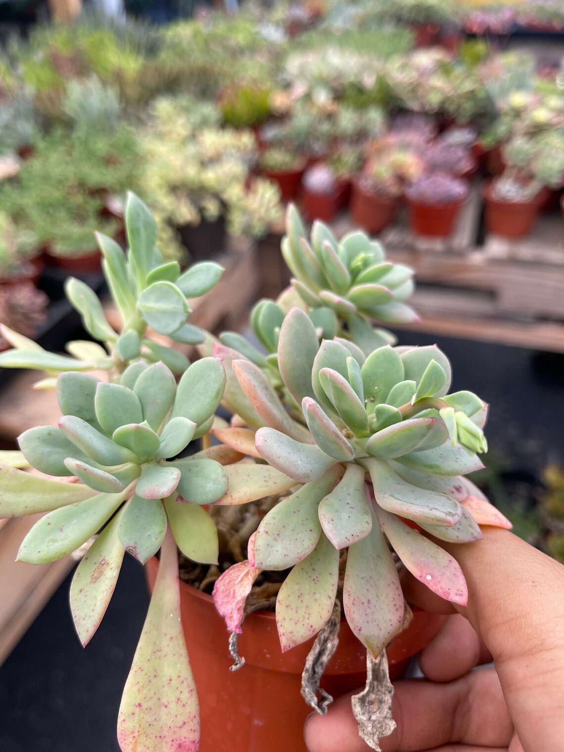 Calandrinia Spectabilis 4 Pot Etsy