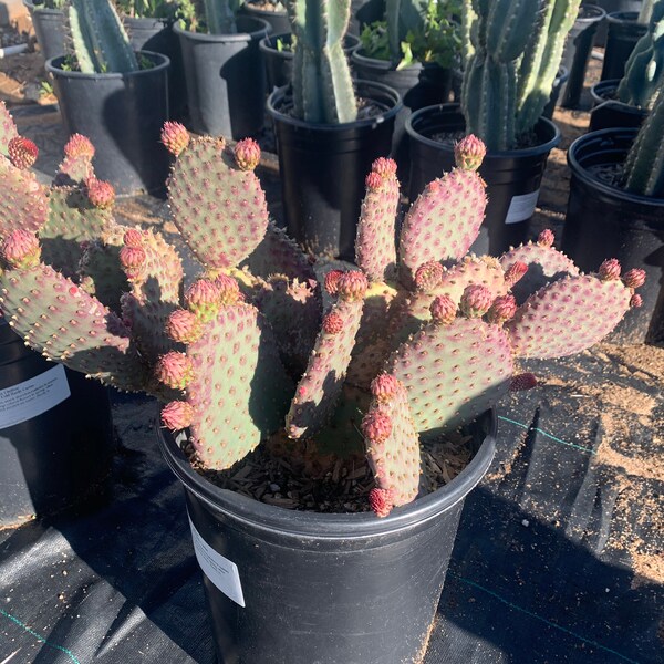 Opuntia - Etsy