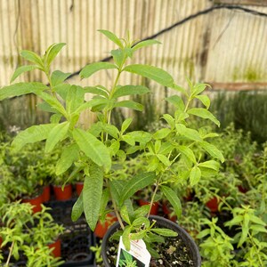 Lemon Verbena | Two Live Herb Plants | Non GMO, Bright, Lemony Herb, Great  Grower