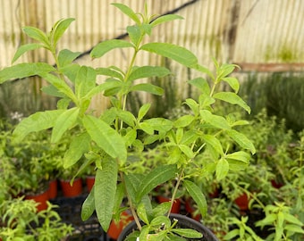 Lemon Verbena live plant 4” pot