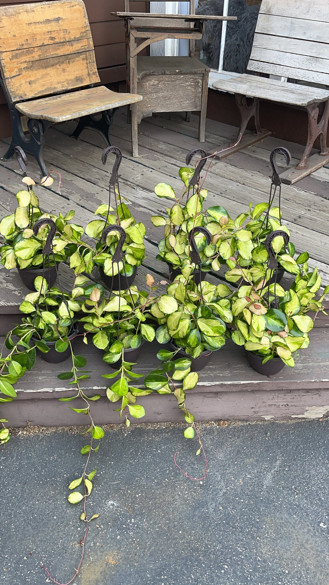 Hoya Australis Lisa Trailing Full Live Plant whole pot 6 Etsy