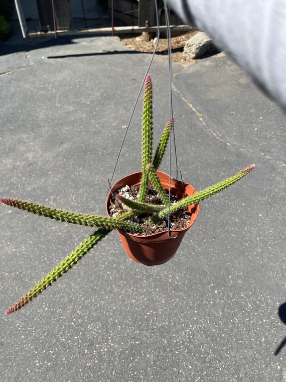 Rat Tail Cactus Aporocactus Flagelliformis 6 Pot Etsy