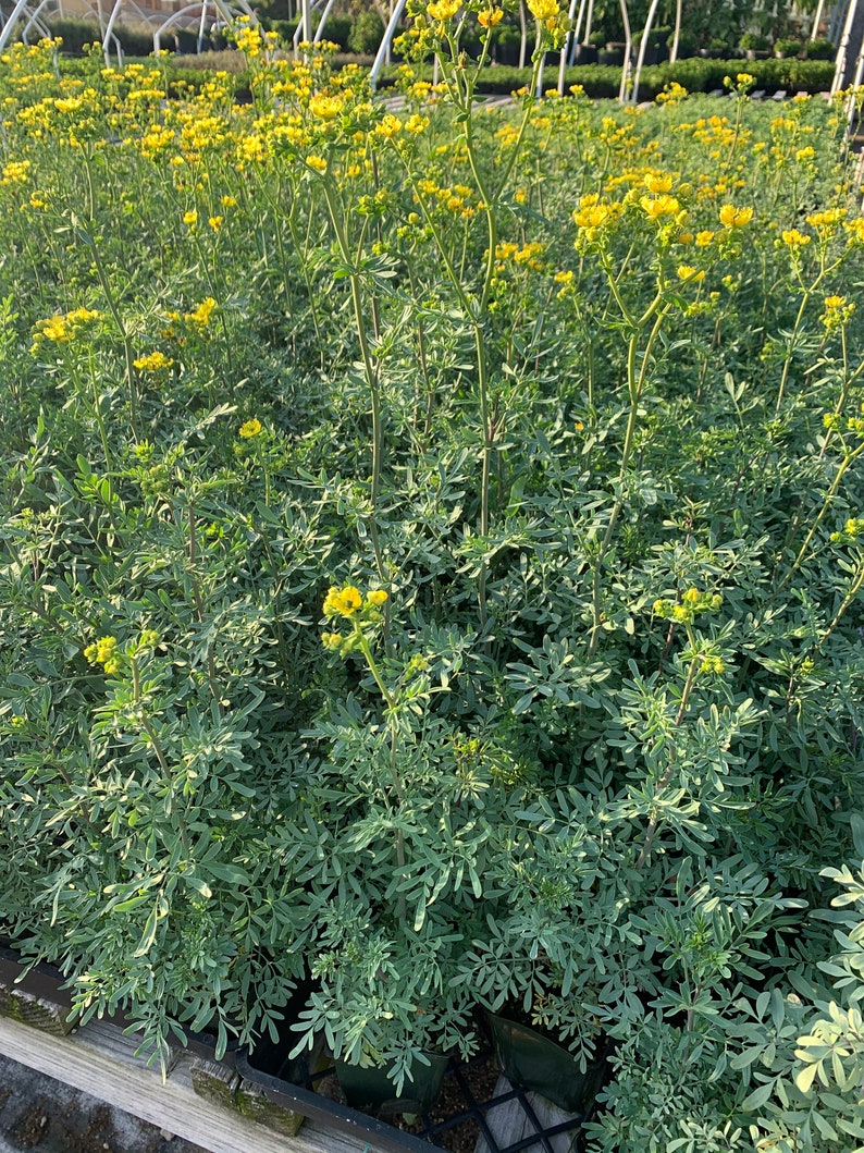 Live Plant Ruda Herb of Grace Common Rue Ruta Graveolens