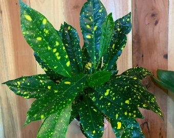 4” Croton Gold Dust