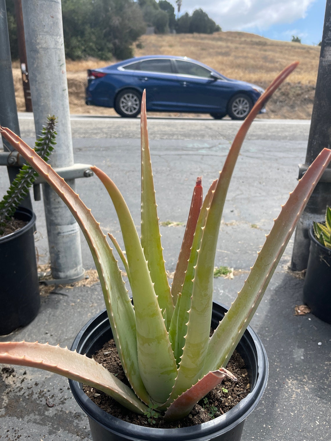 Large Aloe Vera Plant Bare root Etsy