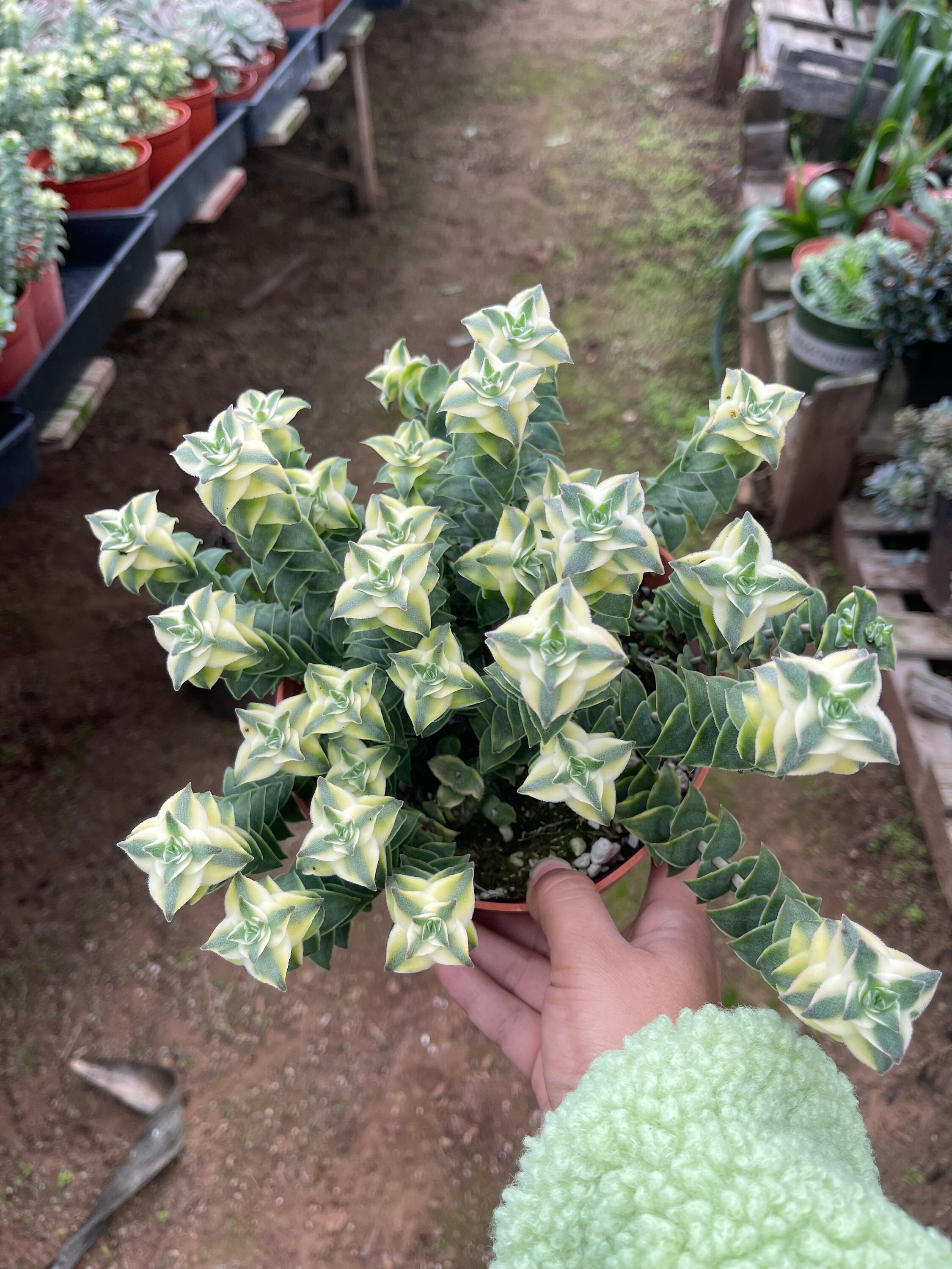 6’’ Pot Crassula Perforata Variegated String of Buttons plant