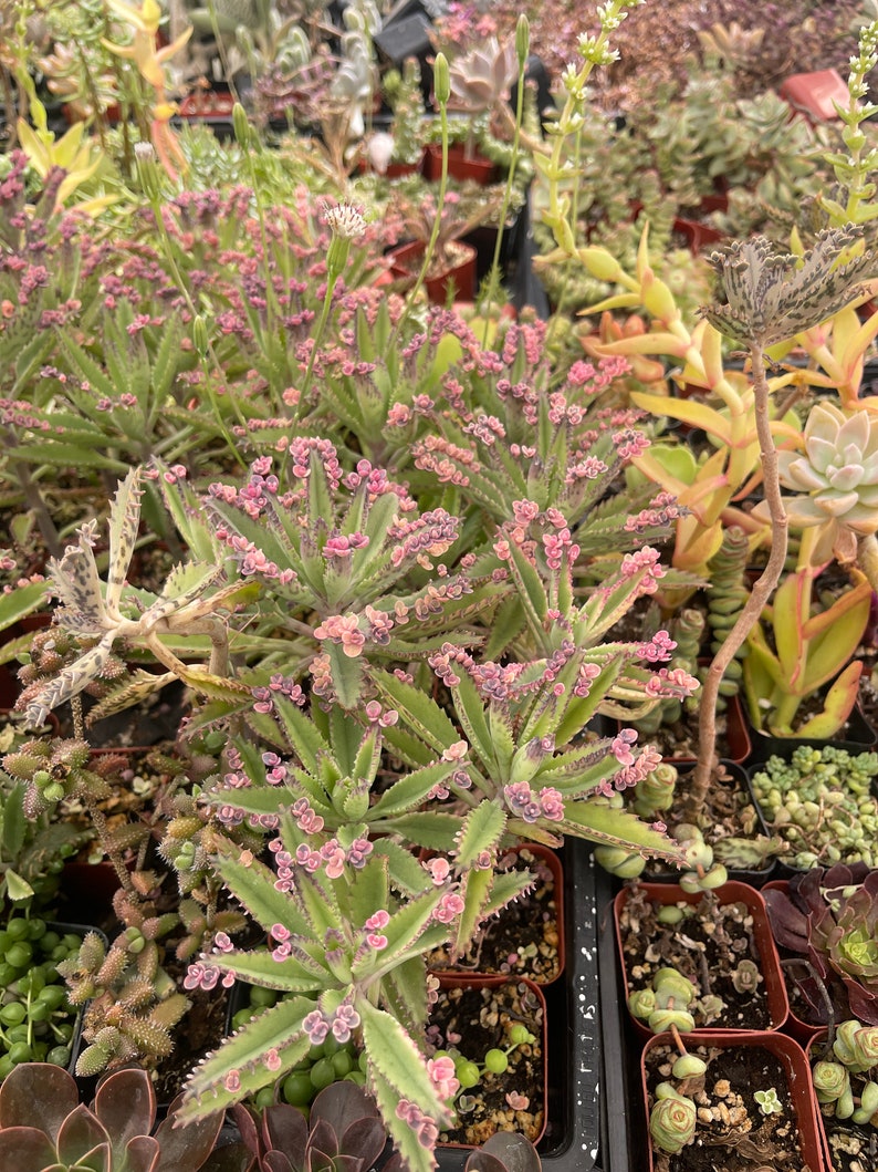 Kalanchoe Pink Butterfly Live Plant Etsy