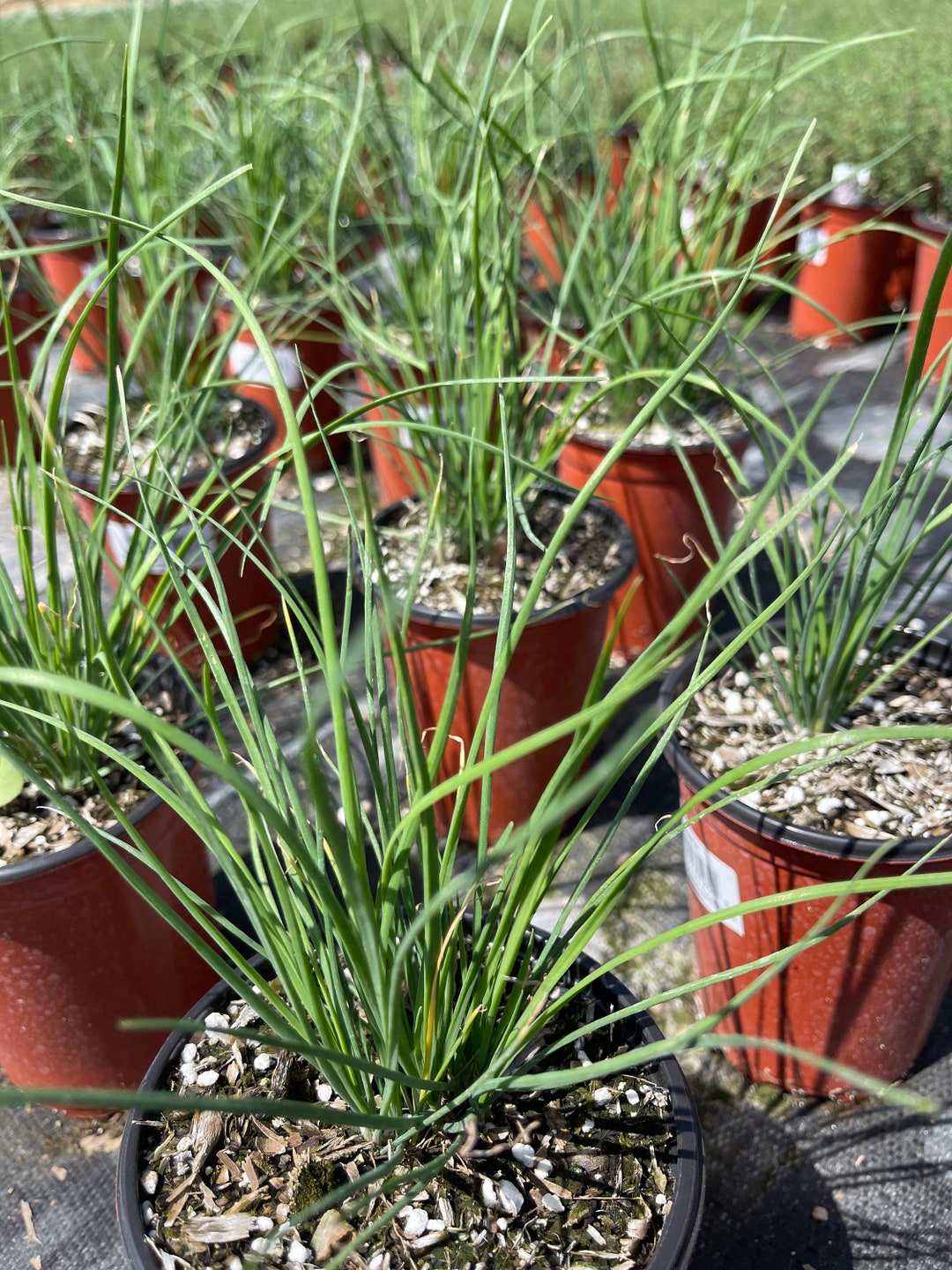 4 Garlic Chives Live Plant Herb Etsy
