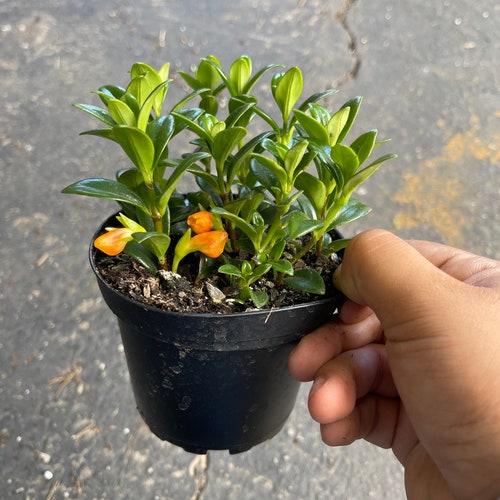 Goldfish Plant