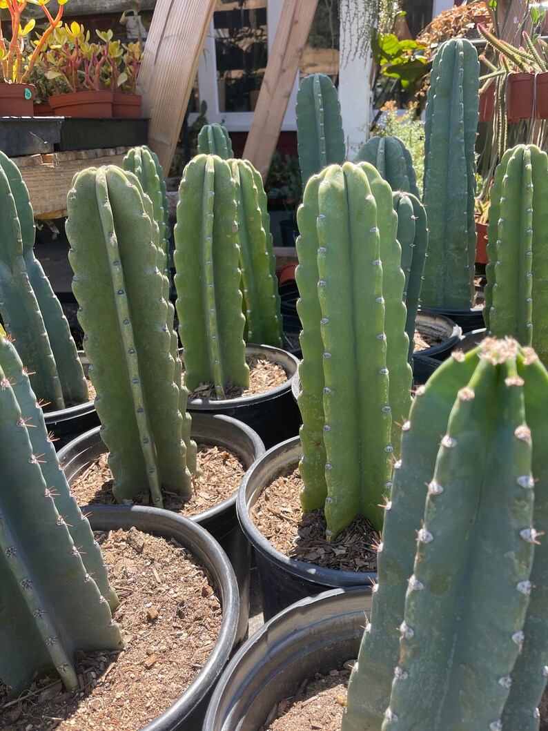 Peruvian Apple Cactus 16 Tall Etsy