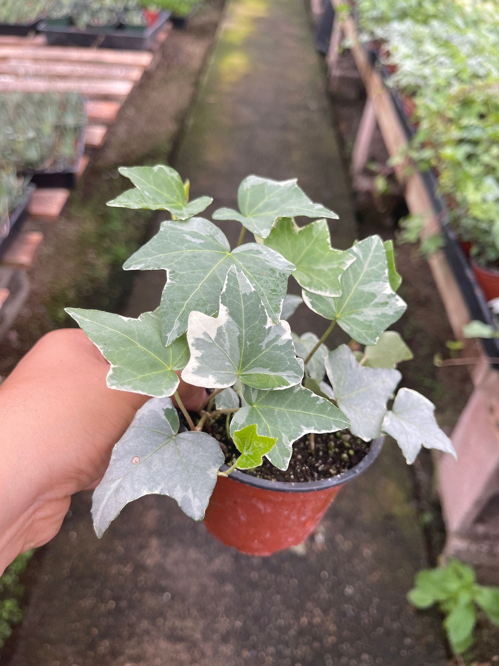 4 Pot Variegated White English Ivy Etsy