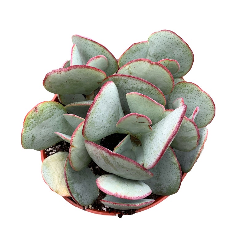 Crassula Arborescens Silver Dollar Jade 6/'/' plant