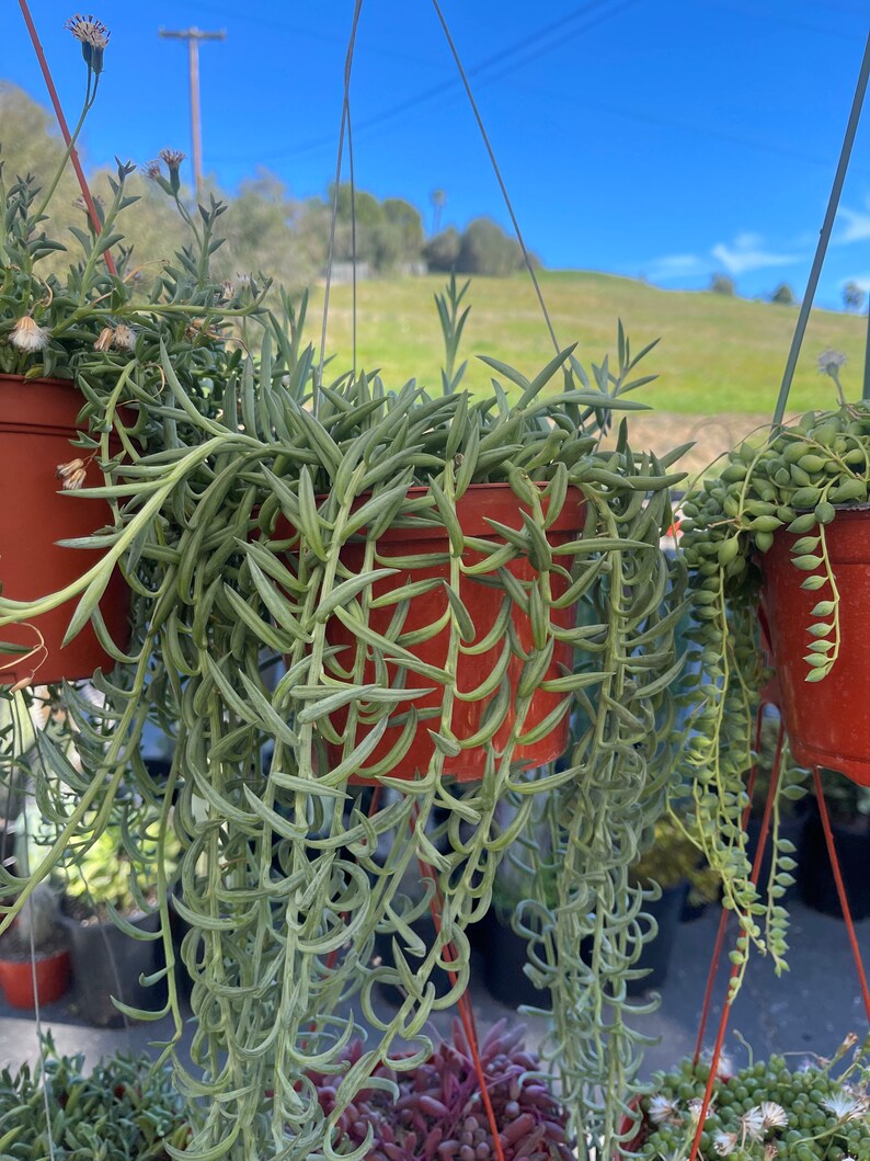 6pk String of Things Trailing Succulents Collection Pearls Etsy