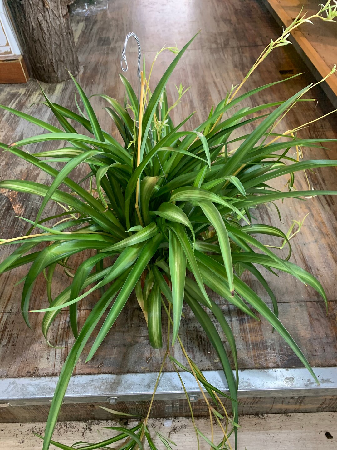 Hawaiian Spider Large Plant Green Spider Plant Etsy