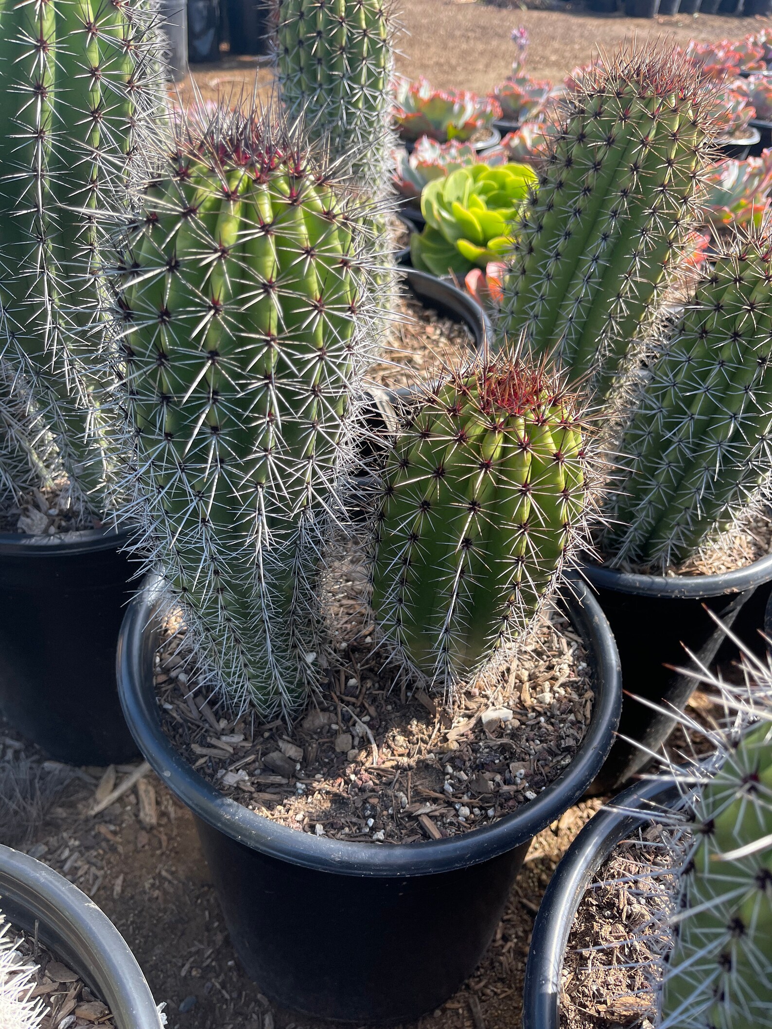 Organ Pipe Cactus live plant 2 plants Etsy