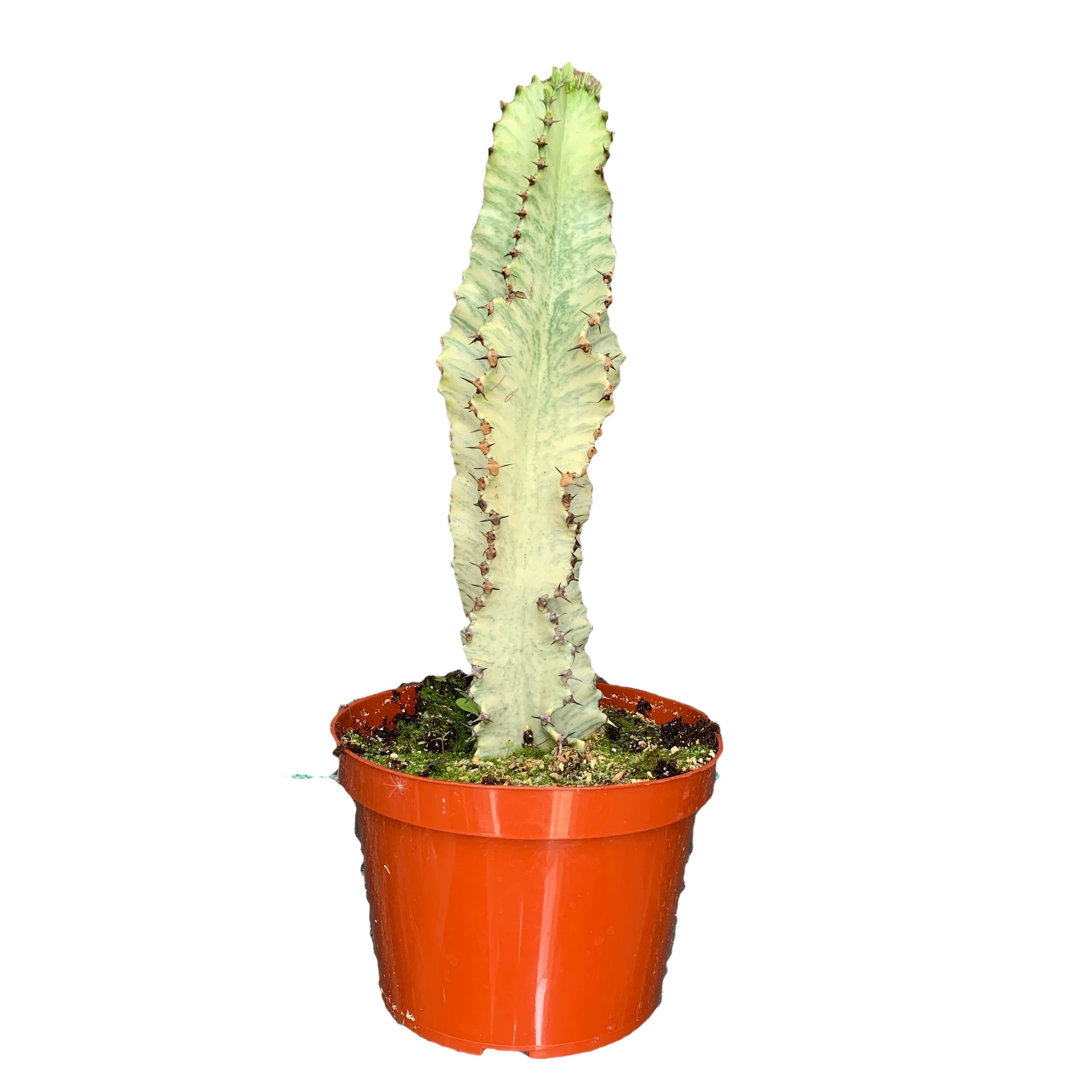 Euphorbia Ammak Euphorbia Ammak Variegated Large Plant