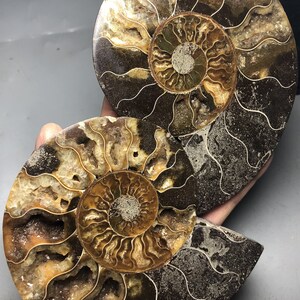 2-Pack Ammonite Fossil Specimens – Naturally Formed Shell Fossils From Madagascar, Real Stone Minerals For Collection & Display