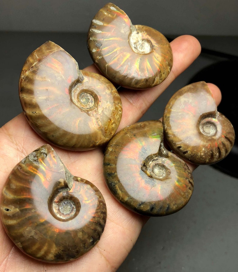 Iridescent Ammonite Ammolite Facet Specimen Spotted Snail Fossil