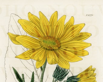 1827 Original Curtis hand colored Illinois Sunflower engraving plate No. 2778  - guaranteed antique print