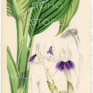 1869 Hand-Colored Kaempferia Curtis Botanical Plate No. 5763 Vol 95 - Vol 25 - 3rd Series - Guaranteed Antique Print