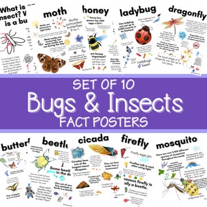 Posters + cartes d'information sur les insectes et les insectes – Déco scientifique à imprimer pour les enfants