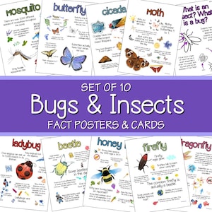 Fun Bug Facts for Kids, Insect Posters & Cards, Bug Activities for Preschool and Kindergarten