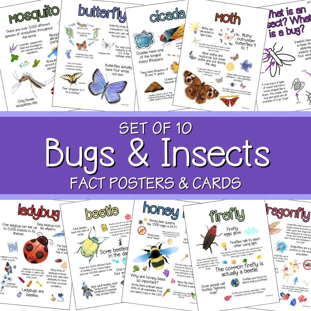Leuke weetjes voor kinderen, insectenposters en -kaarten, insectenactiviteiten voor kleuters en kleuters
