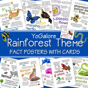 Facts Over the Rainforest Poster Set mit 10 Postern