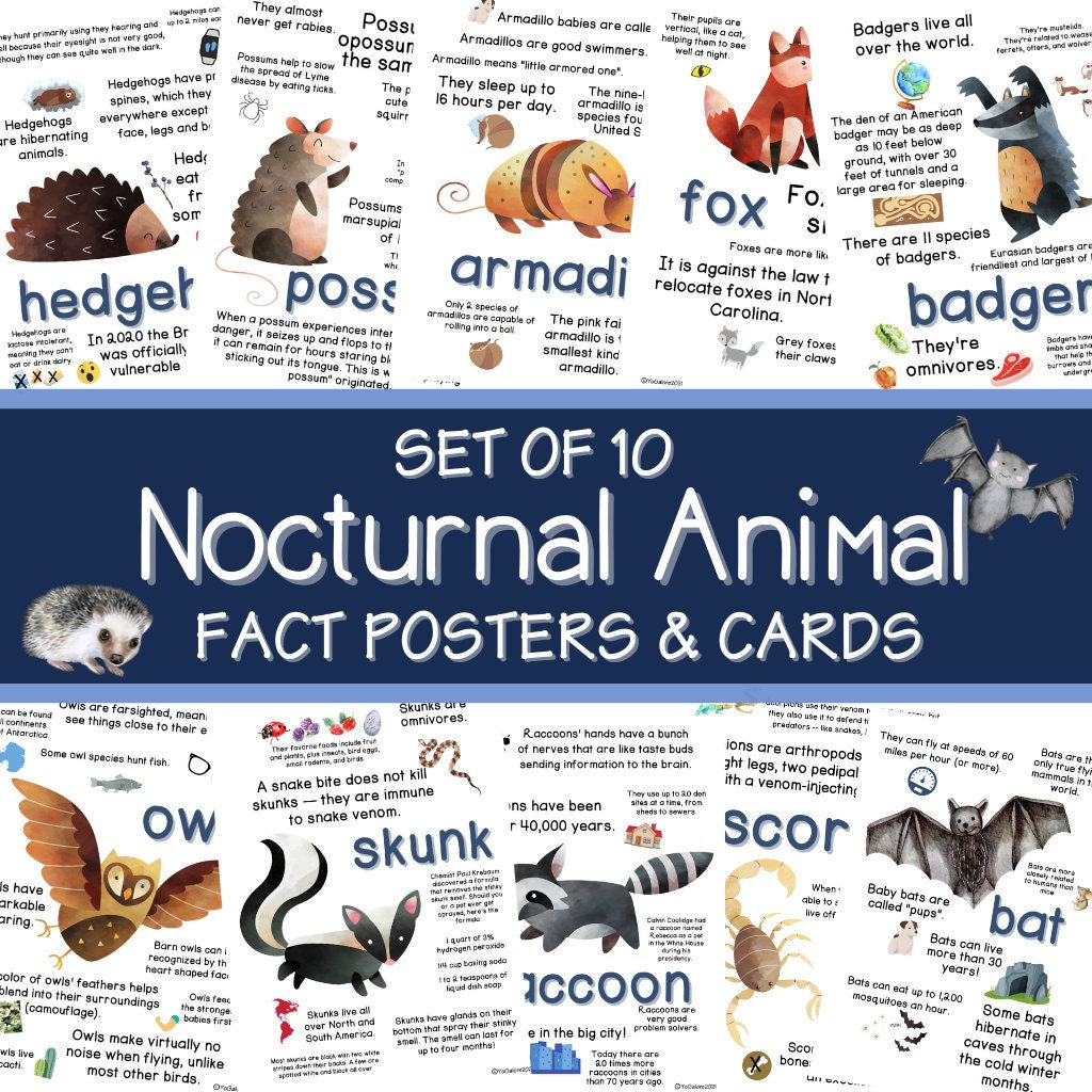 Nocturnal Animal Theme Fact Posters for Preschool and Kindergarten - Etsy