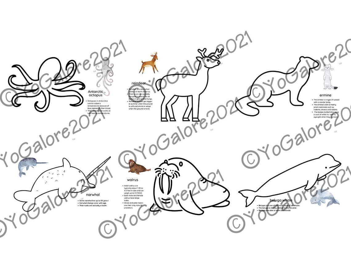Arctic Animal Printables With Fun Facts - Etsy