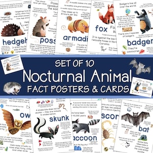 Nocturnal Animal Theme Fact Posters for Preschool and Kindergarten