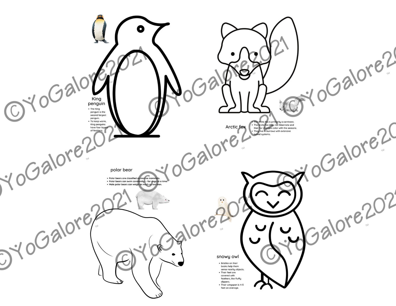 Arctic Animal Printables With Fun Facts - Etsy