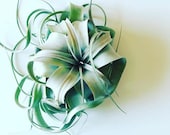 Xerographica, King, Queen of Air Plants, Simple and Modern Home Decor