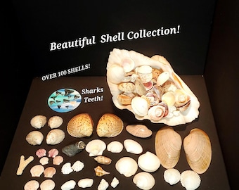 巨大なシャコガイの殻：天然の海の装飾品、工芸品オーナメント（18