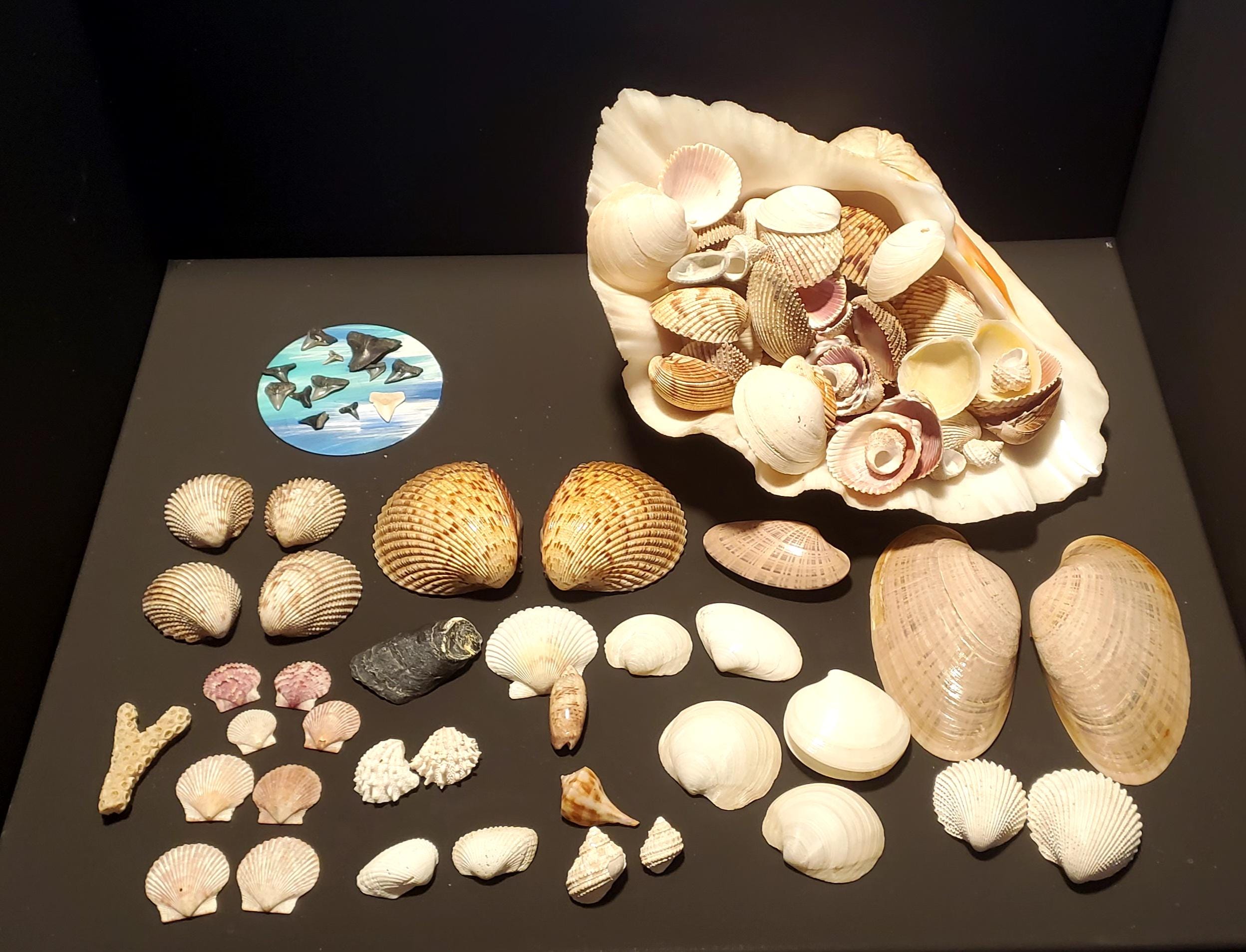 本物の12インチ×9インチの天然オオシャコガイ（ギガス・トリダクナ）の