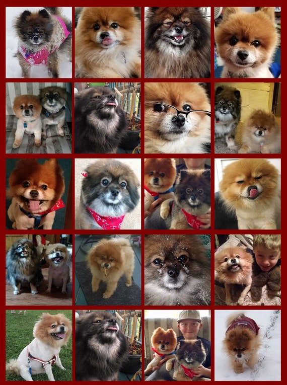 Couverture de collage de photos pour animaux de compagnie