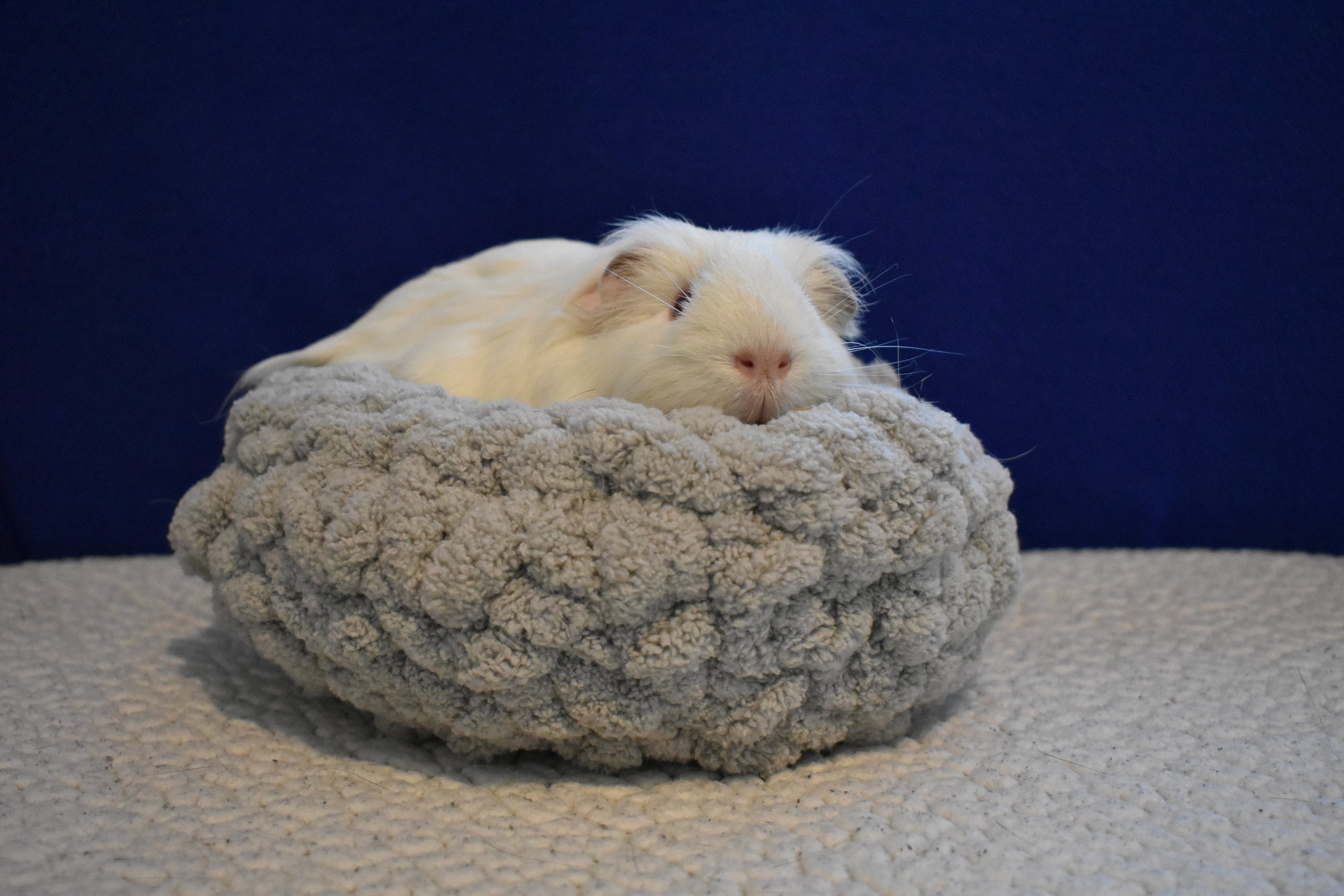 Crocheted Pet Bed Guinea Pig Bed Hamster Bed Rat Bed Etsy